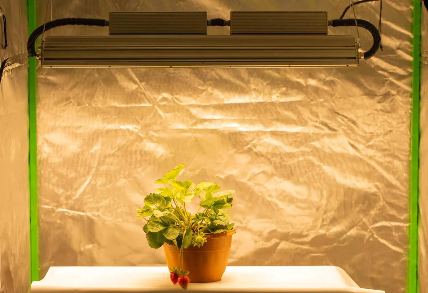 Evde Bitki Yetiştirme