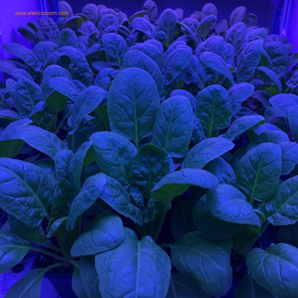 Ağırlıklı olarak mavi LED ışıklarla aydınlatılmış, inanılmaz derecede kalın, koyu yeşil yapraklara ve kompakt bir büyüme alışkanlığına sahip ıspanak veya lahana gibi yoğun yapraklı yeşil bitkilerin bir koleksiyonu.