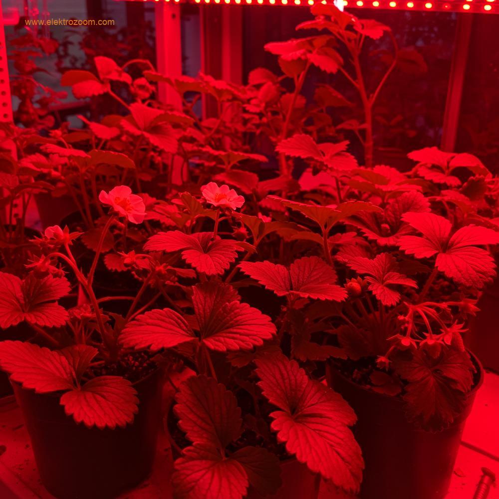 Ağırlıklı olarak sıcak kırmızı LED ışıkla aydınlatılan, çiçek açan ve meyve veren bitkilere odaklanan canlı bir iç mekan bahçe bölümü. Kırmızı ışık, gelişmekte olan çiçekler ve meyveler üzerinde zengin bir renk tonu bırakarak bolluğu vurguluyor.