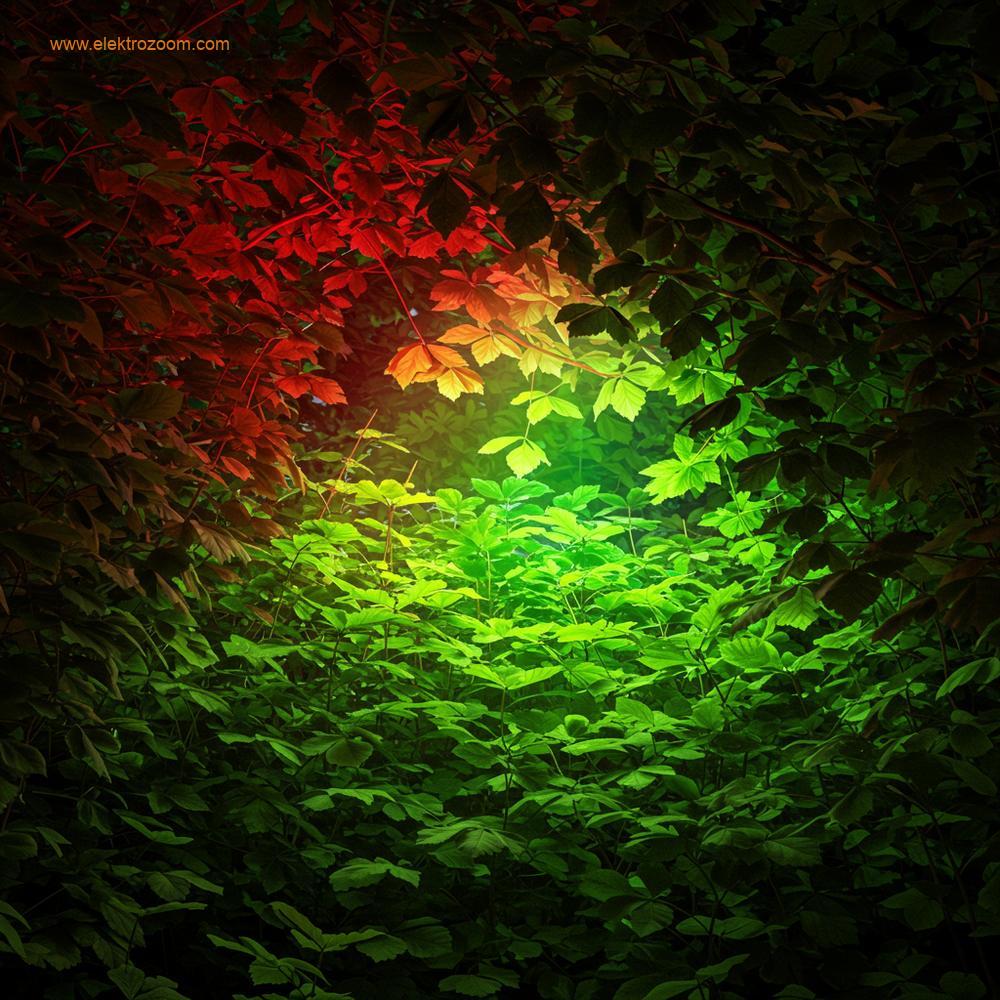 Yoğun yaprak örtüsünden ışık nüfuzunu gösteren, derin kırmızı ışığın emildiğini ve yeşil ışığın alttaki yaprakları aydınlatmak için nüfuz ettiğini gösteren bilimsel görselleştirme.