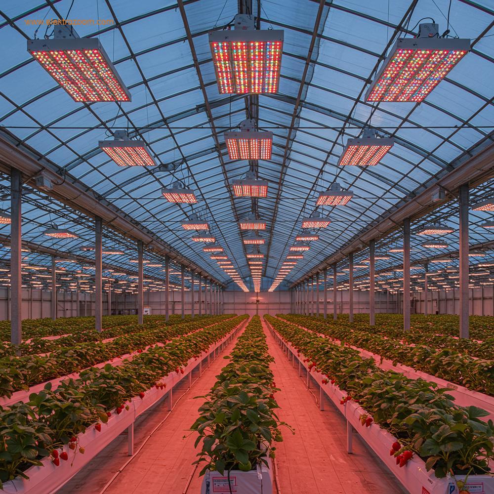 A wide shot inside a large, advanced greenhouse during late afternoon or early morning. Natural light from above mixes with supplemental LED grow lights, which are suspended over rows of healthy, fruit-bearing plants such as strawberries or bell peppers. The LEDs emit a balanced full-spectrum white light with hints of red and blue, ensuring optimal growth. The scene demonstrates abundant harvest potential and the integration of modern technology with traditional greenhouse farming. Realistic, natural lighting enhanced by LEDs.