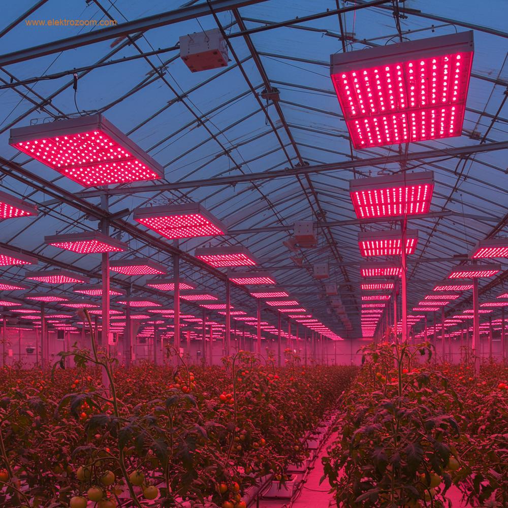 Doğal gün ışığının yayılmış olduğu büyük, modern bir seranın içi. Olgun domates bitkilerinin üzerinde, odaklanmış ve güçlü bir pembe-kırmızı spektrum sağlayan enerji verimli LED armatürler bulunmaktadır.