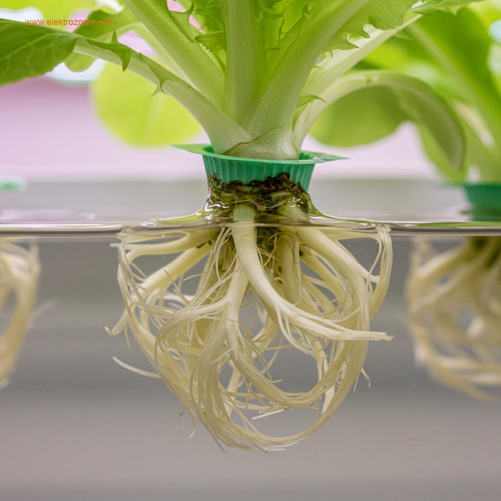 Modern bir hidroponik sistemde berrak besin açısından zengin suya batırılmış, sağlıklı, canlı beyaz ve krem rengindeki bir grup bitki kökünün yakın plan, makro fotoğrafı. Kökler lifli ve sağlam görünmeli, mükemmel oksijenlenmeyi açıkça göstermelidir. Arka plan, içerideki dikey çiftlik ortamını düşündürecek şekilde hafifçe bulanık olmalıdır. Gerçekçi, yüksek detaylı fotoğrafçılık.