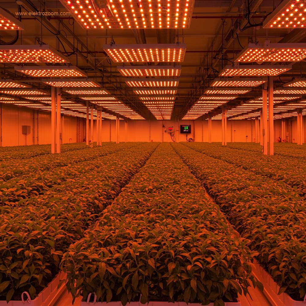 Kontrollü bir tarım (CEA) tesisinde sıralar halinde sağlıklı çiçek açan bitkilerin (süs çiçekleri veya otlar gibi) geniş bir çekimi. Üstte, LED armatürler, çiçeklenme fazını teşvik ettiğini düşündüren sıcak, turuncu-kırmızı ağırlıklı bir ışık yayıyor. Arka planda 'DLI' ve 'PPFD'nin yüksek değerlere ayarlandığını gösteren dijital bir ekran veya kontrol paneli görülüyor. Atmosfer profesyonel ve yüksek teknoloji ürünü.