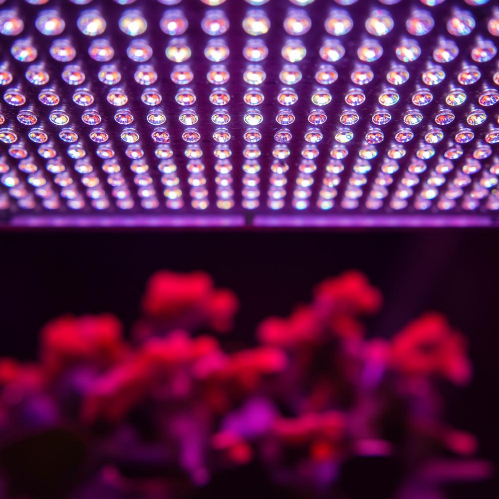 Tam spektrum LED yetiştirme ışığının altına doğru bakan, yoğun diyot dizisini vurgulayan aşırı yakın plan bir makro fotoğraf çekimi.