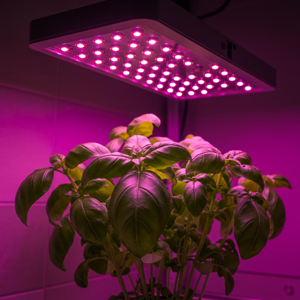 Parlak yeşil fesleğen yapraklarının yakın çekim fotoğrafı, modern ve ince bir LED yetiştirme lambası altında büyüyor. Işık, temiz, hafif morumsu pembe bir parlaklık yayıyor ve yaprakların dokusunu vurguluyor.