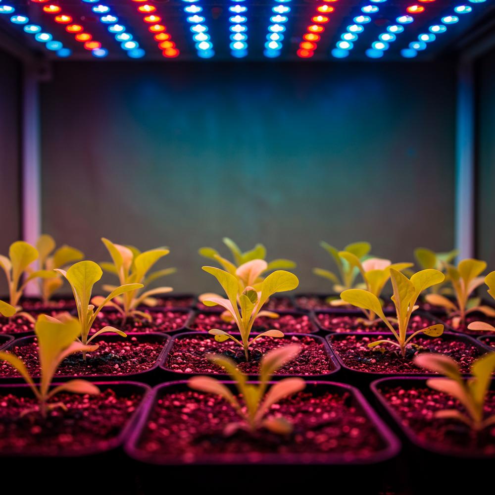 Tam spektrum LED yetiştirme panelinden çıkan ışık spektrumuna odaklanan ayrıntılı bir çekim, küçük saksılardaki genç, canlı yeşilliklere ışık saçıyor.