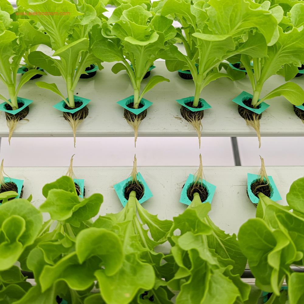 Hidroponik bir kanal veya NFT (Nutrient Film Technique) tepsisine yukarıdan bakan bir çekim. Besin çözeltisinin ince filminin aktığını gösterin, sağlıklı, ince yeşil marul bitkisi köklerinin suyun yüzeyine zar zor dokunduğunu gösterin. Temiz, kontrollü bir ortama vurgu yapın. Gün ışığı dengeli aydınlatma. Son derece gerçekçi, modern tarım stili.