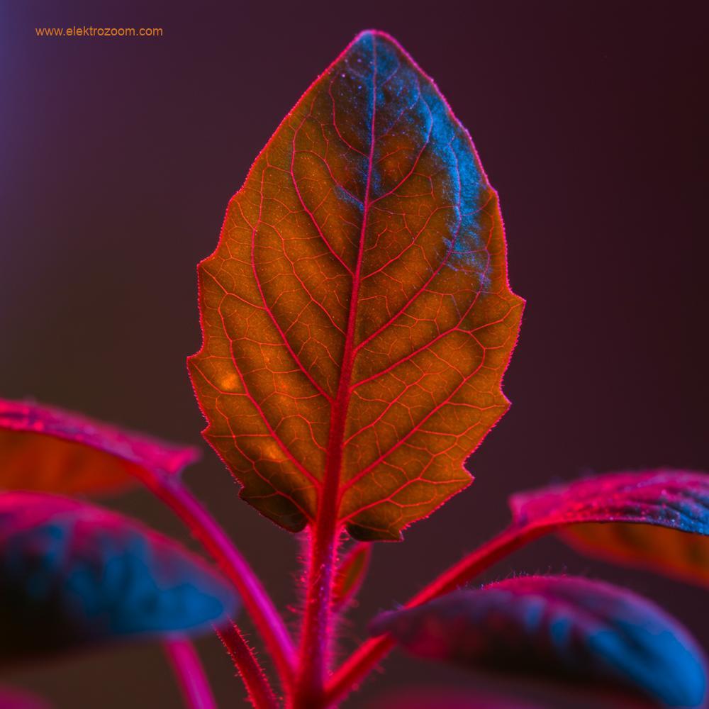 A close-up, macro shot of a vibrant, healthy plant leaf (e.g., a young tomato plant or a spinach leaf) being bathed in distinct red and blue LED lights. The light vividly highlights the intricate veins and textures of the leaf, showcasing the direct interaction of light spectrum with plant tissue. The background is softly blurred to emphasize the plant. The image conveys a scientific, precise, and visually striking representation of photosynthesis under specific light wavelengths. Realistic, detailed macro photography.