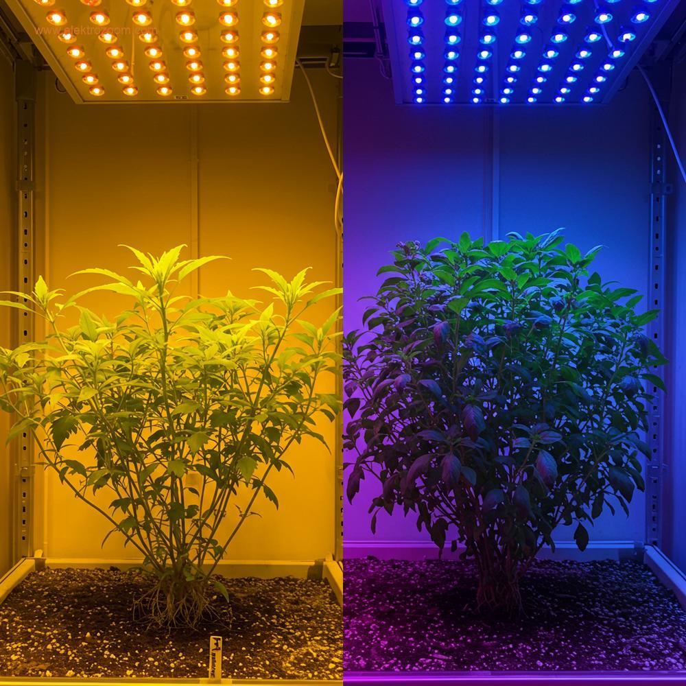 İki özdeş bitkinin yan yana karşılaştırması. Biri geleneksel sıcak sarı HPS ışığı altında, diğeri optimize edilmiş mavi/kırmızı LED ışığı altında, daha kompakt ve güçlü bir yapı sergiliyor.