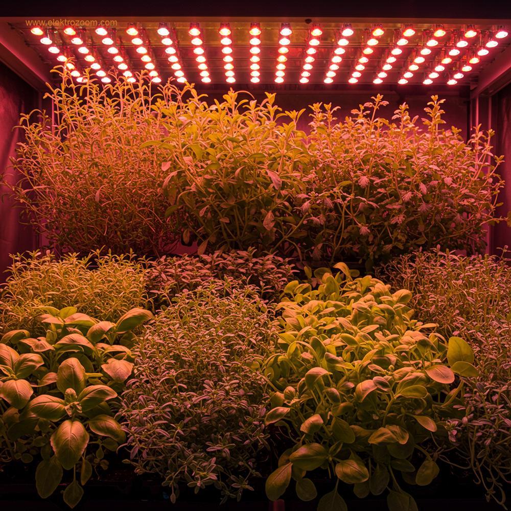 A vibrant, healthy array of diverse plants thriving under a panel of full-spectrum white LED lights, possibly with a hint of red or blue. The plants (e.g., herbs, small flowers, or leafy greens) appear lush, vigorous, and perfectly formed, illustrating optimized growth speed and high quality. The scene captures the essence of improved yield and plant health due to advanced LED lighting, showcasing the aesthetic beauty of thriving botanicals. Realistic, bright, and optimistic.