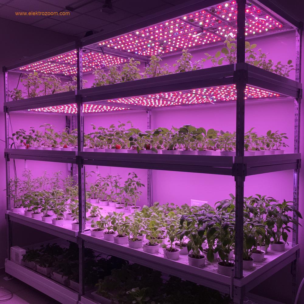 Çilek, yeşillik ve küçük biber gibi bitkilerin parlak, hafif morumsu-beyaz bir ışık yayan dikdörtgen LED paneller altında geliştiği, dikey bir iç mekan tarım veya hidroponik kurulumu.