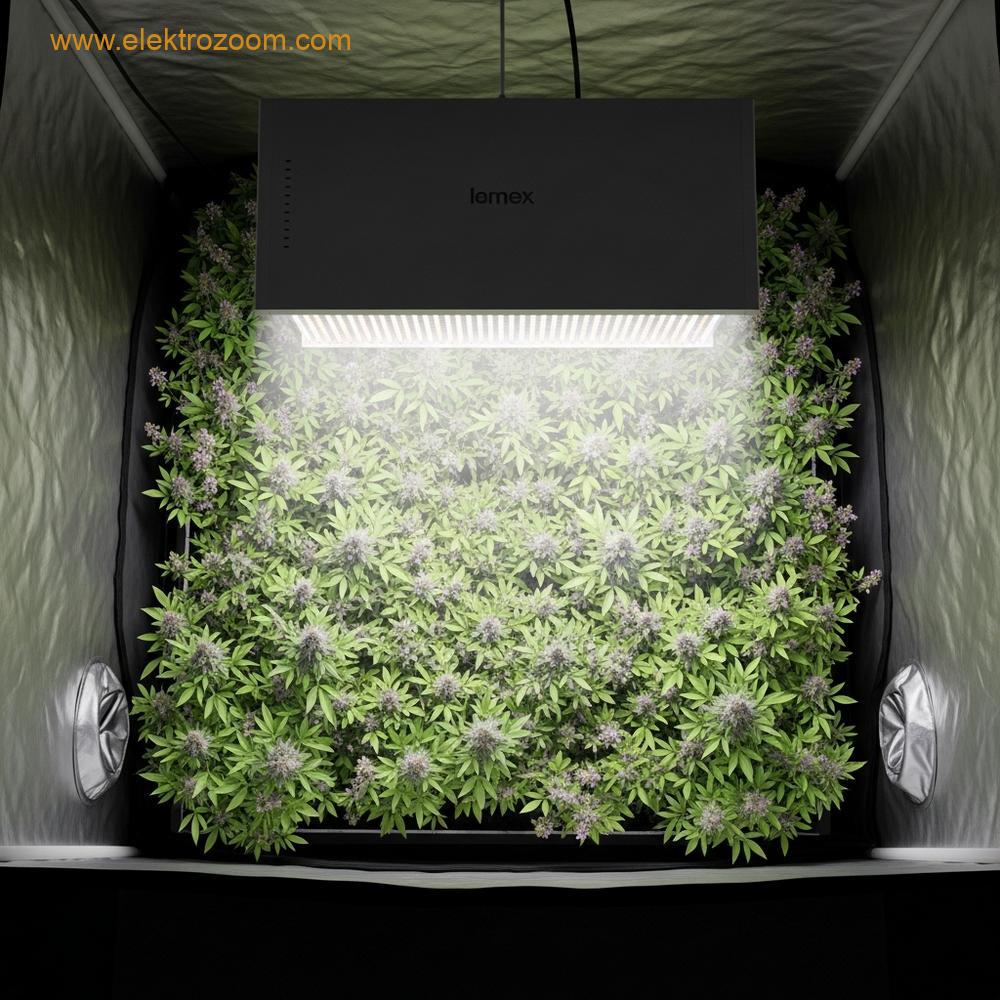 Parlak beyaz ve hafif pembe spektrumda LED yetiştirme lambası altında gelişen yeşil yapraklı bitkiler.