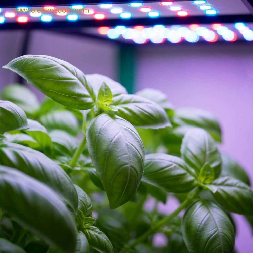 İç mekanda tam spektrum LED lamba altında sağlıklı bir şekilde büyüyen fesleğen yapraklarının yakından çekilmiş, canlı yeşil renkteki görüntüsü.