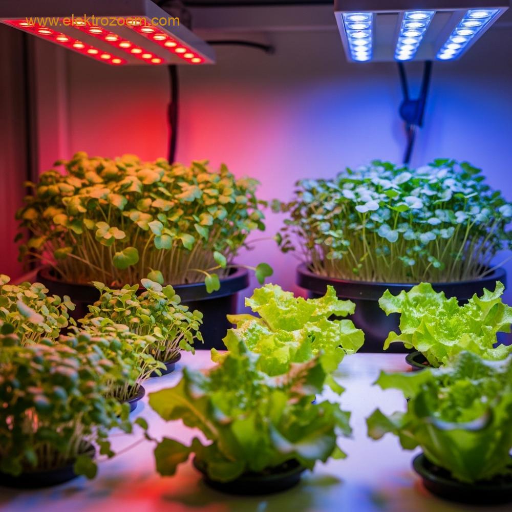 Kontrollü bir kapalı ortamda kırmızı ve mavi LED ışık kaynakları altında yetiştirilen mikro yeşillikler ve küçük marul başlarının yakın çekimi, hidroponik sistemi gösteriyor.