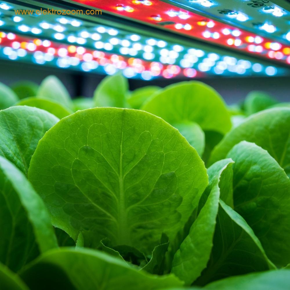 LED yetiştirme ışığı altında büyüyen marul yapraklarının yakın çekimi